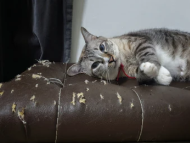  Cat Scratch Couch Repair